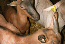 les chèvres de la ferme du Port Aubry