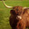 les vaches écossaises de Port Aubry