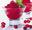 http://www.recettespourtous.com/files/imagecache/recette_fiche/img_recettes/15482_recette_sorbet_cranberries.jpg