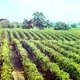 Foire au vin de Lesparre Médoc 2009