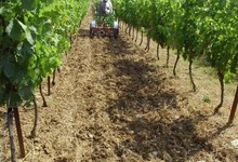 Journée à l'ancienne dans les vignes du Domaine de la Vallière