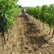 Journée à l'ancienne dans les vignes du Domaine de la Vallière