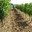 Journée à l'ancienne dans les vignes du Domaine de la Vallière
