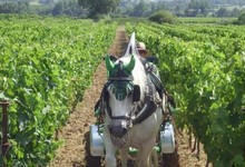 Journée à l'ancienne dans les vignes du Domaine de la Vallière