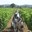 Journée à l'ancienne dans les vignes du Domaine de la Vallière