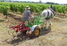 Journée à l'ancienne dans les vignes du Domaine de la Vallière