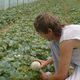GAEC Les Fruits des Bois, Loïc et Martial Hazard
