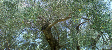 olivier chez MIHOS