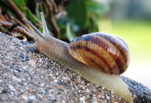 24ème fête du luma (foire aux escargots) de boisseuil, édition 2009