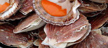 Noix de coquilles Saint-Jacques rôties, jus de châtaignes, garniture automnale