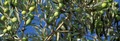 Poivrons confits à l'huile d'olive