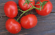 Les tomates à la provençale