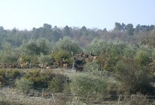 Les roves de la Jacourelle