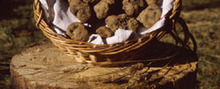 Pour Noël : Dinde rôtie à la peau tendue, marbrée de truffes