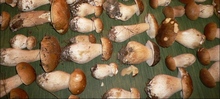 Pâté de champignons en croûte de cèpes secs, suée d'épinards, vinaigrette à l'encre de seiche