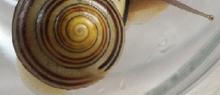 Escargots Petits Gris