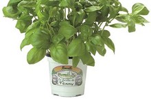 Effeuillé de Cabillaud sauce vierge au basilic