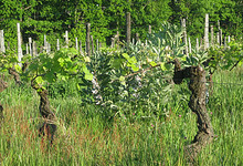 vigne agriculture biologique