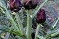 Artichauts violets en barigoule, chapons aillés de lard