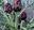 Artichauts violets en barigoule, chapons aillés de lard