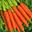 Boeuf carottes