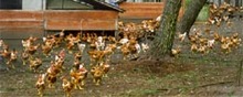 Poulet fermier des Landes cuit en cocotte aux pommes de pin