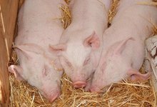 Foire aux petits cochons