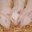 Foire aux petits cochons