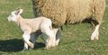 Association pour la défense de l'élevage traditionnel en Bourbonnais des animaux de Boucherie 