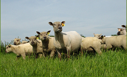 Zone de production de l'agneau du  Poitou-Charentes