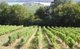 Les vignes du Château DUDON