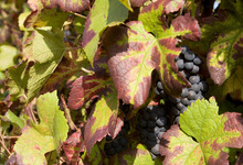 Fête du Gewurztraminer 2010