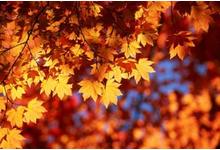 Fête d'automne