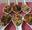 http://www.recettespourtous.com/files/imagecache/recette_fiche/img_recettes/3042_recette-cuilleres-gourmandes-champignons-facon-quot-pizzaiola-quot.jpg