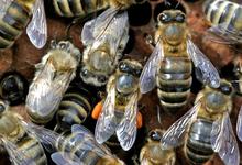 abeilles
