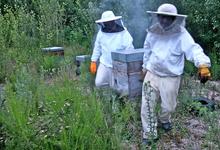 apiculture