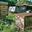 ruches