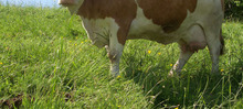 vache