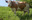 vache