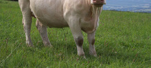 vache blanche