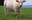 vache blanche