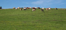 vaches