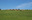 vaches