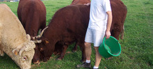 vaches