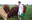 vaches