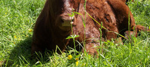 vaches