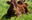 vaches