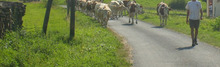 vaches