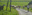 vaches