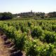 un paysage de vigne dans le Frontonnais